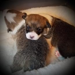 Pembroke Welsh Corgi Puppies from Ranch Hand Corgis