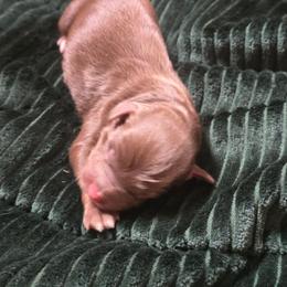 James Dean - Red tri male Miniature Australian Shepherd puppy in Paris, Texas from Blue Envy Mini Aussies