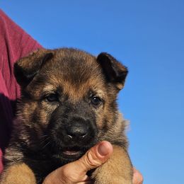 German Shepherd Puppies from Vom Haus Denfors K9