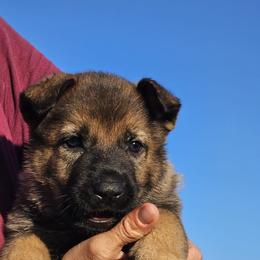 German Shepherd Puppies from Vom Haus Denfors K9