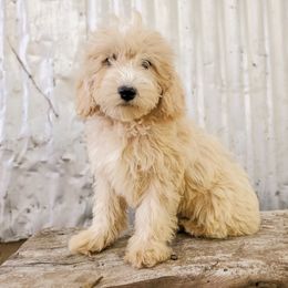 Cockapoo Puppies from Cowboy Country Cockapoos