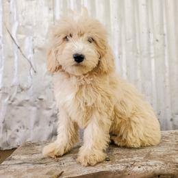 Cockapoo Puppies from Cowboy Country Cockapoos