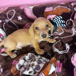 Bentley - Cream male Dachshund puppy in Lake City, Florida from My Ditzy Doxies of Florida
