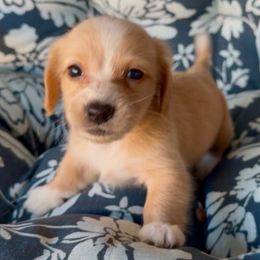 Frosty - Cream male Dachshund puppy in Vero Beach, Florida from Joseph’s Dachshunds
