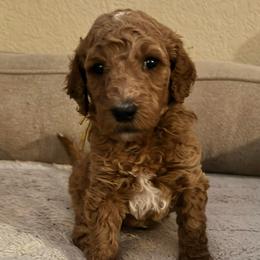 Angelica - yellow collar - Cream female Goldendoodle puppy in Puyallup, Washington from Dawnie’s Doodles