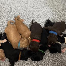 Australian Labradoodle puppies from AussieTex Labradoodles