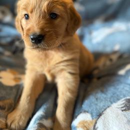 Esther - Golden female Golden Retriever puppy in Sandy, Oregon from Treasured K-9s