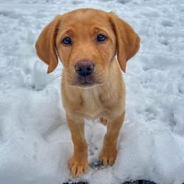 Labrador Retriever Puppies from Knotty Creek Labradors