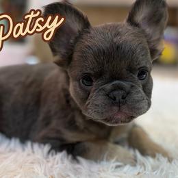 Patsy - Blue female French Bulldog puppy in Ennis, Texas from Family Farm Frenchies