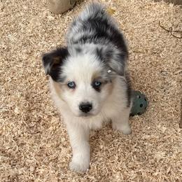 Mindi - Blue merle female Australian Shepherd puppy in Ellensburg, Washington from Creekside Aussies