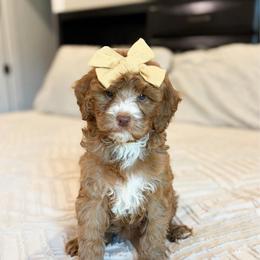 Muffin - Red  female Goldendoodle puppy in Sallisaw, Oklahoma from Huddle Puppies