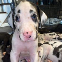 Great Danes from Galactic Danes