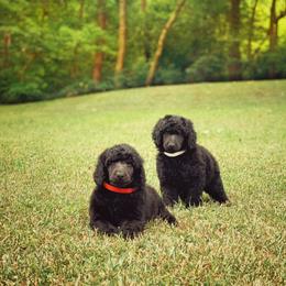Poodle Puppies from Anolani Standard Poodles