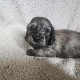 Girl 4 - Brindle female Dachshund puppy in Eldon, Missouri from Pure Joy Dachshunds