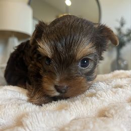 Willie - Chocolate, tan and white male Yorkshire Terrier puppy in Calhoun, Georgia from Peach State Yorkies
