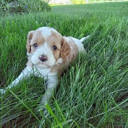Boy 2 - male Cavapoochon puppy in Fredericksburg, Ohio from Timshell Farm Specialty Crossbreed Puppies