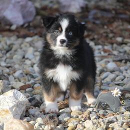 Cirrus - Black tri male Miniature American Shepherd puppy in Tiskilwa, Illinois from First Harmony Farms