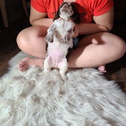 English Springer Spaniel Puppies from Savannah River Springers