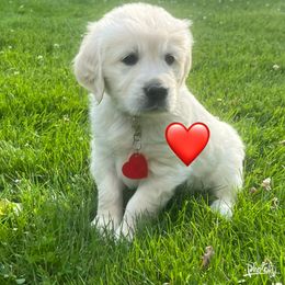 Girl 2 - Golden Retriever puppy in Attica, Michigan from Magnolia Meadow Goldens