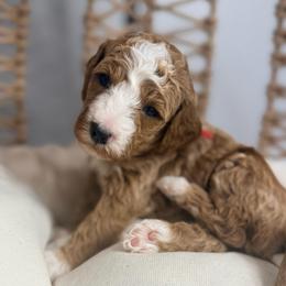Eden - Red  female Goldendoodle puppy in Knoxville, Tennessee from Graystone Doodles