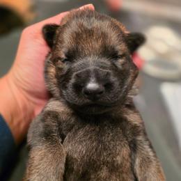 Green collar (Muffin) - Sable male German Shepherd puppy in Hermitage, Pennsylvania from Shepherds of the Hundred Acres