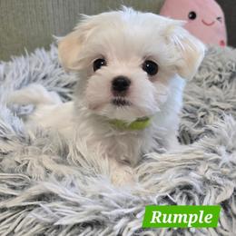 Tiny Rumple - Health Tested Parents - White male Maltese puppy in Greenville, North Carolina from Amanda's Sugar Sweet Puppies