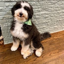 Bernedoodle, Bernese Mountain Dog, and Sheepadoodle All Grown Up from VonDoodles Bernedoodles & Sheepadoodles
