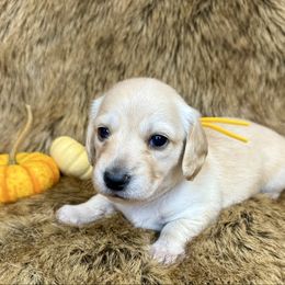Frappe - Red female Dachshund puppy in Bowerston, Ohio from Hangin’ H Kennels, LLC