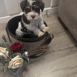 Panda(Pink) - Parti female Miniature Schnauzer puppy in Hemet, California from Feshia's Miniature Schnauzers