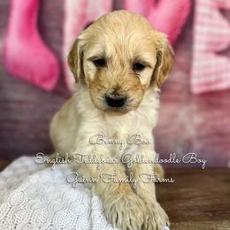 Benny Boo English Teddybear - Apricot male Goldendoodle puppy in Grove, Oklahoma from Guinn Family Farms