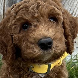 Goldendoodles and Poodles from Little Potatoes