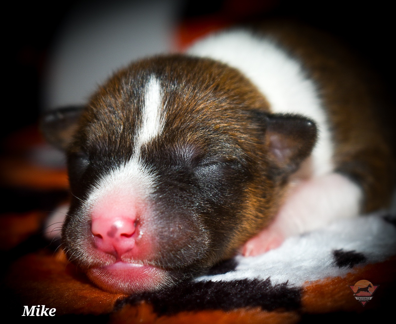 Mike - Red and white male Basenji puppy in San Diego, California from Triforce Basenjis