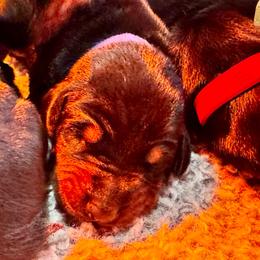 Girl 1 - Black and rust female Doberman Pinscher puppy in Medina, Tennessee from Valorosa Doberman Kennel