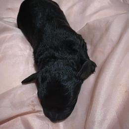 Toby - Black male Goldendoodle puppy in Centralia, Missouri from Oodles Of Doodles Mo.