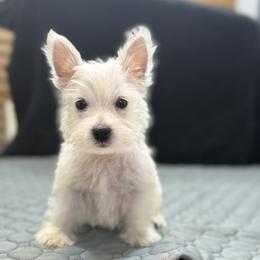 Mazie - White female West Highland White Terrier puppy in Bowling Green, Kentucky from Tiffany's Papillons