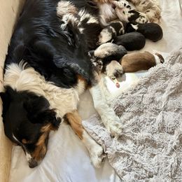 Sage - Black tri-color female Australian Shepherd puppy in Morehead City, North Carolina from Crab Point Australian Shepherds