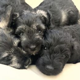 Miniature Schnauzer puppies from Aria's Miniature Schnauzers