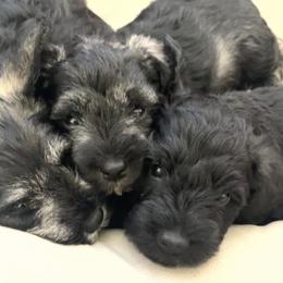 Miniature Schnauzer puppies from Aria's Miniature Schnauzers