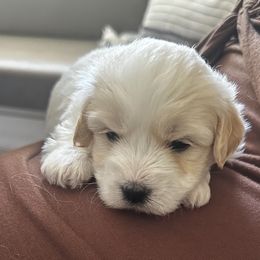 Puppy 2 - White male Coton de Tulear puppy in Fresno, California from Helmvine Cotons, Helmvinecotons.net