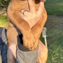 Rhodesian Ridgeback puppies from Desert Star African Lionhounds