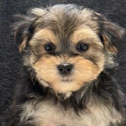 Tripp - Black and tan male Yorkipoo puppy in Lebanon, Kentucky from Mosaic Merle Doodles