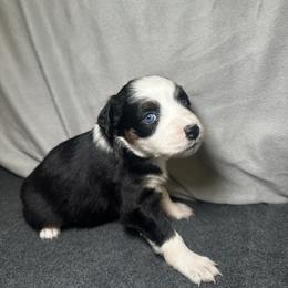Lily - Black tri female Miniature Australian Shepherd puppy in Mill Spring, North Carolina from Adair Acres Aussies