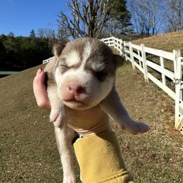 Coco - Red and white female Siberian Husky puppy in Burnsville, North Carolina from Peterson Puppies