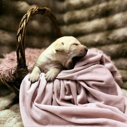 Scarlet - Yellow female Labrador Retriever puppy in Sweet Home, Oregon from Knotty Creek Labradors