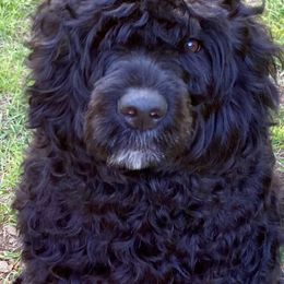 "Angela" Portuguese Water Dog All Grown Up from Belladonna Farm Portuguese Water Dogs