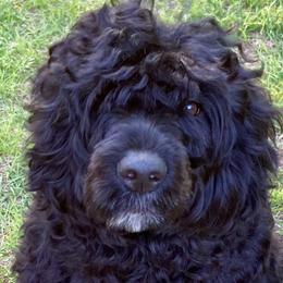 "Angela" Portuguese Water Dog All Grown Up from Belladonna Farm Portuguese Water Dogs