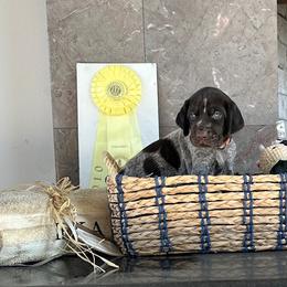 German Wirehaired Pointer puppies from German Wirehaired Versatility Dogs