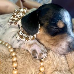 Cypress - Black and tan male Dachshund puppy in Hendersonville, North Carolina from Snarky Doxy Miniature Dachshunds