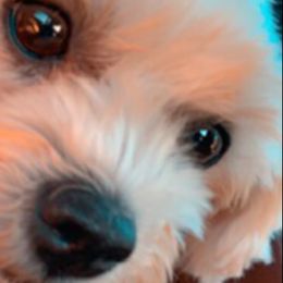 Maltese, Morkies, Poodles, and Yorkshire Terriers from YorkiesPawsLife