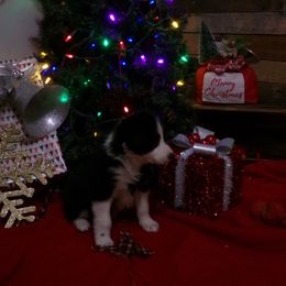 Girl 4 - Black and white female Border Collie puppy in Wakeman, Ohio from Sandstone Ridge Kennels